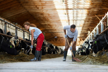 Young farmers with spades giving hay to cows in stables while working in kettlefarm © pressmaster