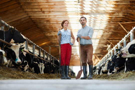Young farmers of contemporary kettlefarm standing between two stables with dairy cows