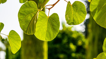 Close up on leaves in the sun in Cordoba spain