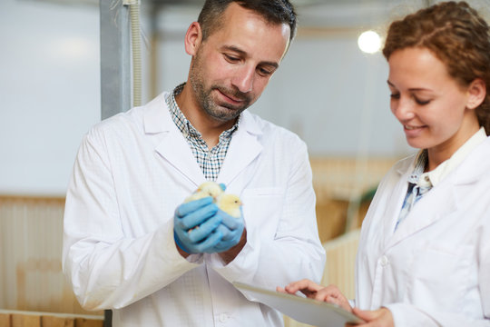 Two young engineers in whitecoats working in poultry farm and studying new breed of chicks