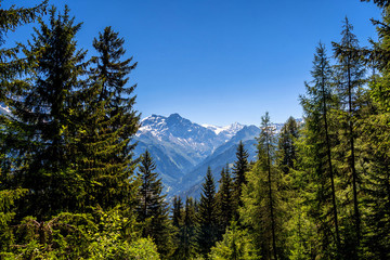 Obraz premium Scenic view of beautiful landscape in Swiss Alps. Fresh green meadows and snow-capped mountain tops in the background in springtime, Switzerland.