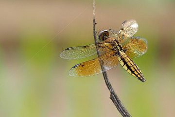Insects in Vietnam