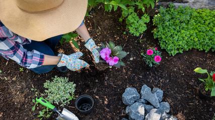 Unrecognizable female gardener planting flowers in her garden. Gardening concept. Overhead view.