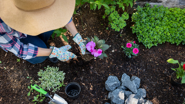 Unrecognizable Female Gardener Planting Flowers In Her Garden. Gardening Concept. Overhead View.