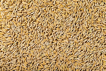 Macro image of unpeeled oat seeds background. Top view healthy food pattern.