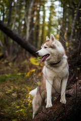 Portrait of beautiful Siberian Husky dog standing on the tree in the bright enchanting fall forest