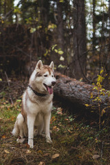 Portrait of beautiful Siberian Husky dog sitting in the bright enchanting fall forest