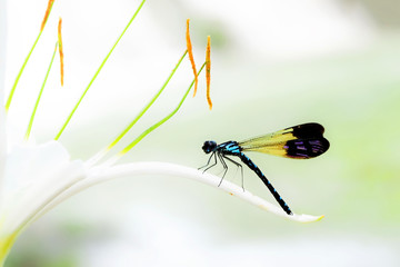 Insects in Vietnam