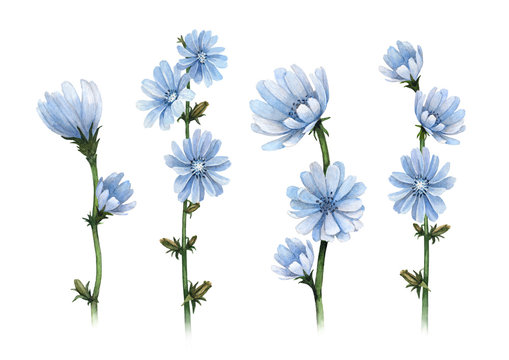 Watercolor illustrations of chicory flowers