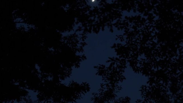 half moon and woods in the dark 4 (bottom to center) 月と夜の森（下から中央へ）