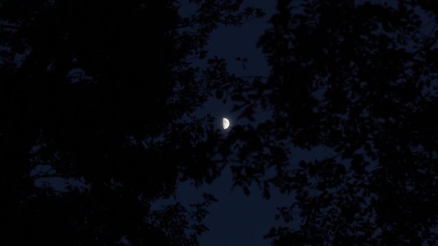 half moon and woods in the dark 5　月と夜の森と風（正面）