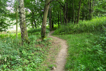 Cycling in Nature Forest on a rainy day. Road in Forest nature. Green forest road. Nature. Road. Natural environment.