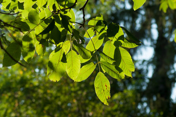 closeup of ray of light in walnut tree leaves in a orchard