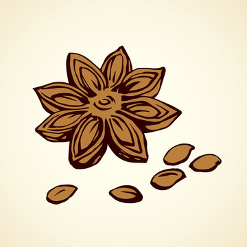 brown star anise spice drawing clip art preview
