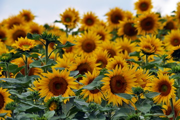 Fototapeta premium Flowering sunflower in the field
