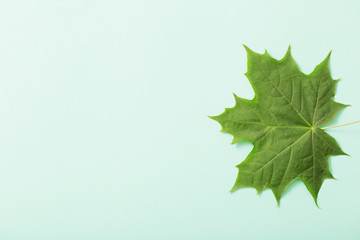 green leaves on paper background