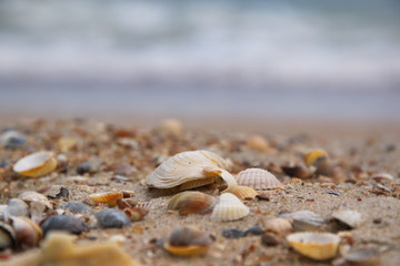 Fototapeta na wymiar Sea shells in the sand on the background of the sea