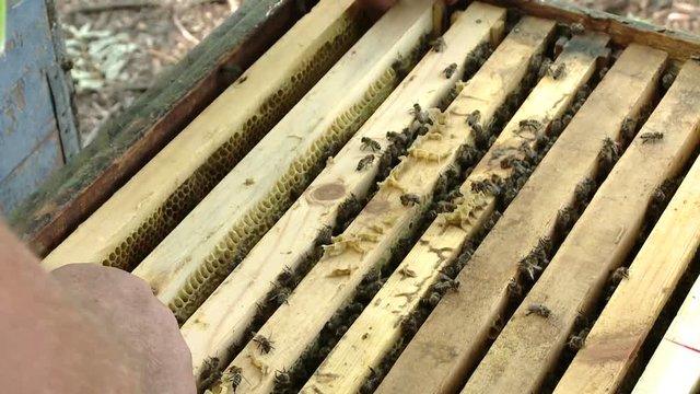 The beekeeper gets a frame with honey from the Uli
