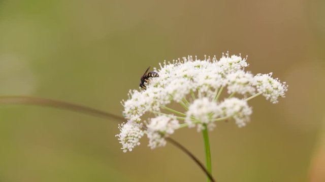 Burrowing Wasp Burial sitting on Flower on green blurry nature blurred background Macro Close up shot video.