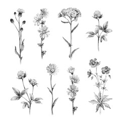 Pencil drawings of wild flowers