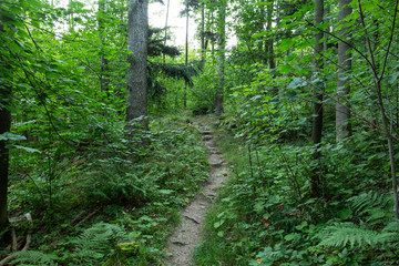 Cycling in Nature Forest on a rainy day. Road in Forest nature. Green forest road. Nature. Road. Natural environment.