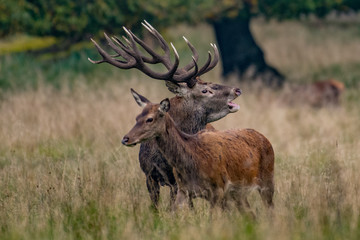 Red Deer Stags (Cervus elaphus)