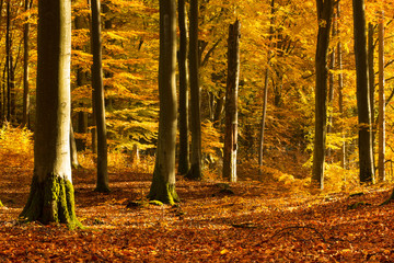 Beautiful, autumn , beech forest full of colors.Pomerania ,Poland 