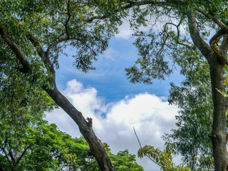 Branch on blue sky .