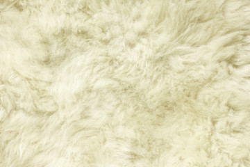 White shaggy natural sheep fur texture for background 