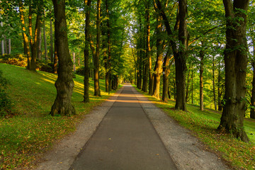 Obraz premium Jasny zielony las naturalny chodnik w słonecznym świetle dnia. Słoneczne drzewa leśne. Słońce przez soczyście zielony las.