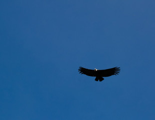 Condors above the Colca canyon at Condor Cross or Cruz Del Condor viewpoint, Chivay, Peru