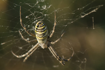 spiders weave a web