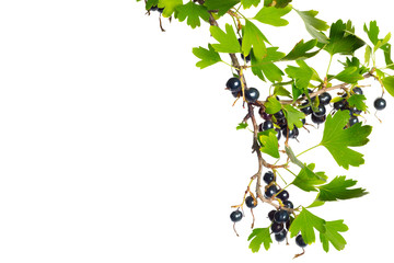 Berries black currant with green leaf. Fresh fruit, isolated on white background.