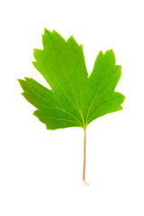 Currant leaf isolated on white background