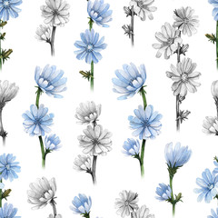 Illustrations of chicory flowers. Seamless pattern