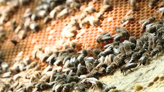 The beekeeper gets a frame with honey from the Uli