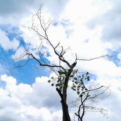 Branch on blue sky .