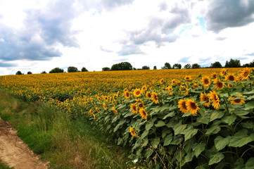 Obraz premium Flowering sunflower in the field