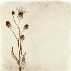 Hand drawn illustration of a thistle flower © Aleksandra Smirnova