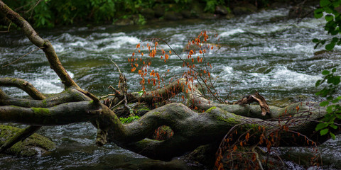 Woods of Wales in Snowdonia