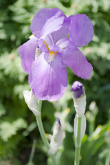  Flower of iris in the garden in summer