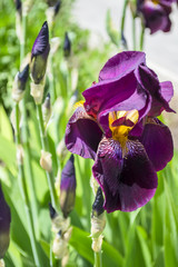  Flower of iris in the garden in summer
