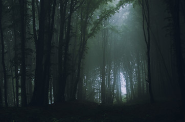 Fototapeta premium dark fantasy forest with magical light in fog