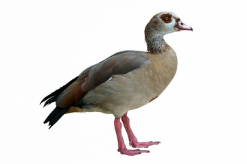 isolated egyptian duck on white background