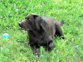 Happy dog