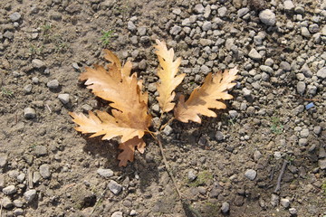 autumn leaves on the ground