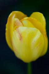 Tulip blossom