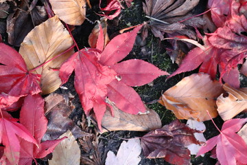 autumn leaves on ground