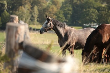 Horses in the pasture, Poland 