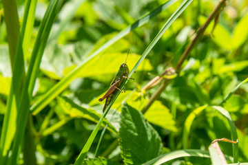 Grasshopper on a blade of grass close-up - macro
